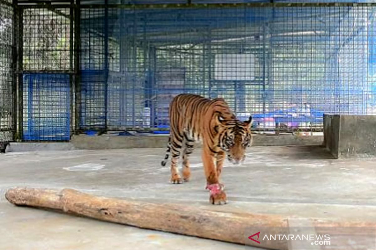 BBKSDA Riau: Kondisi Harimau Corina alami progres kesembuhan sangat bagus