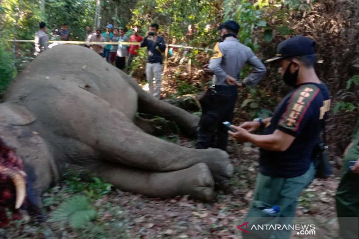 Miris! Gajah sumatera terpisah dari rombongannya dibunuh di Riau