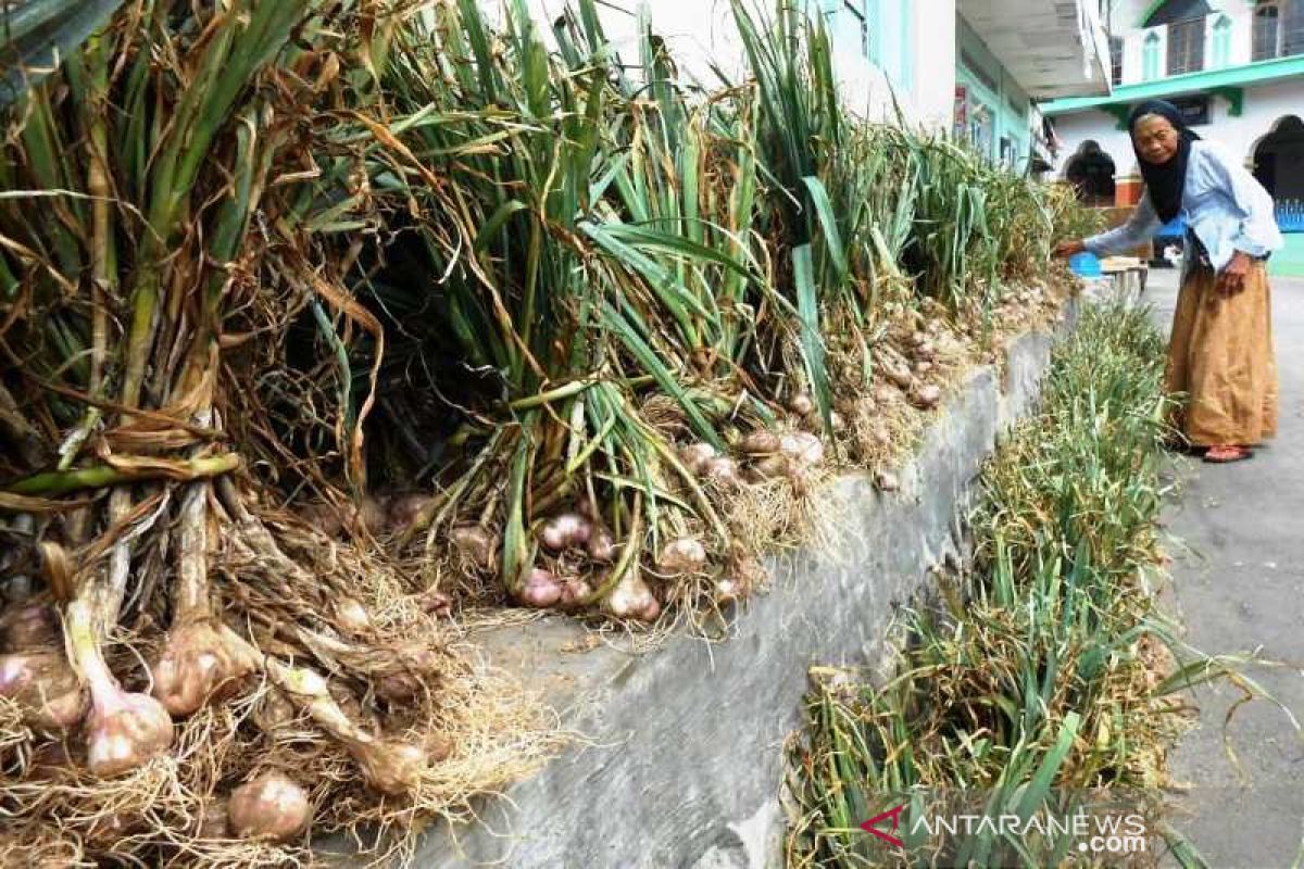 Tak sesuai harapan, petani Temanggung berharap harga bawang putih membaik