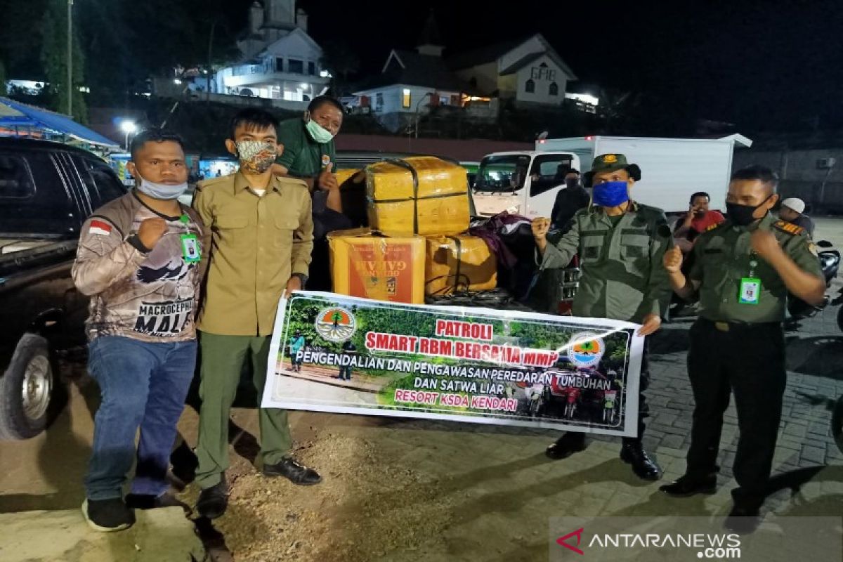 BKSDA Sulawesi Tenggara sita tujuh dos kima kering dari Wakatobi