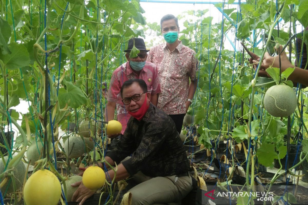 Bupati Rohil panen perdana melon dan semangka