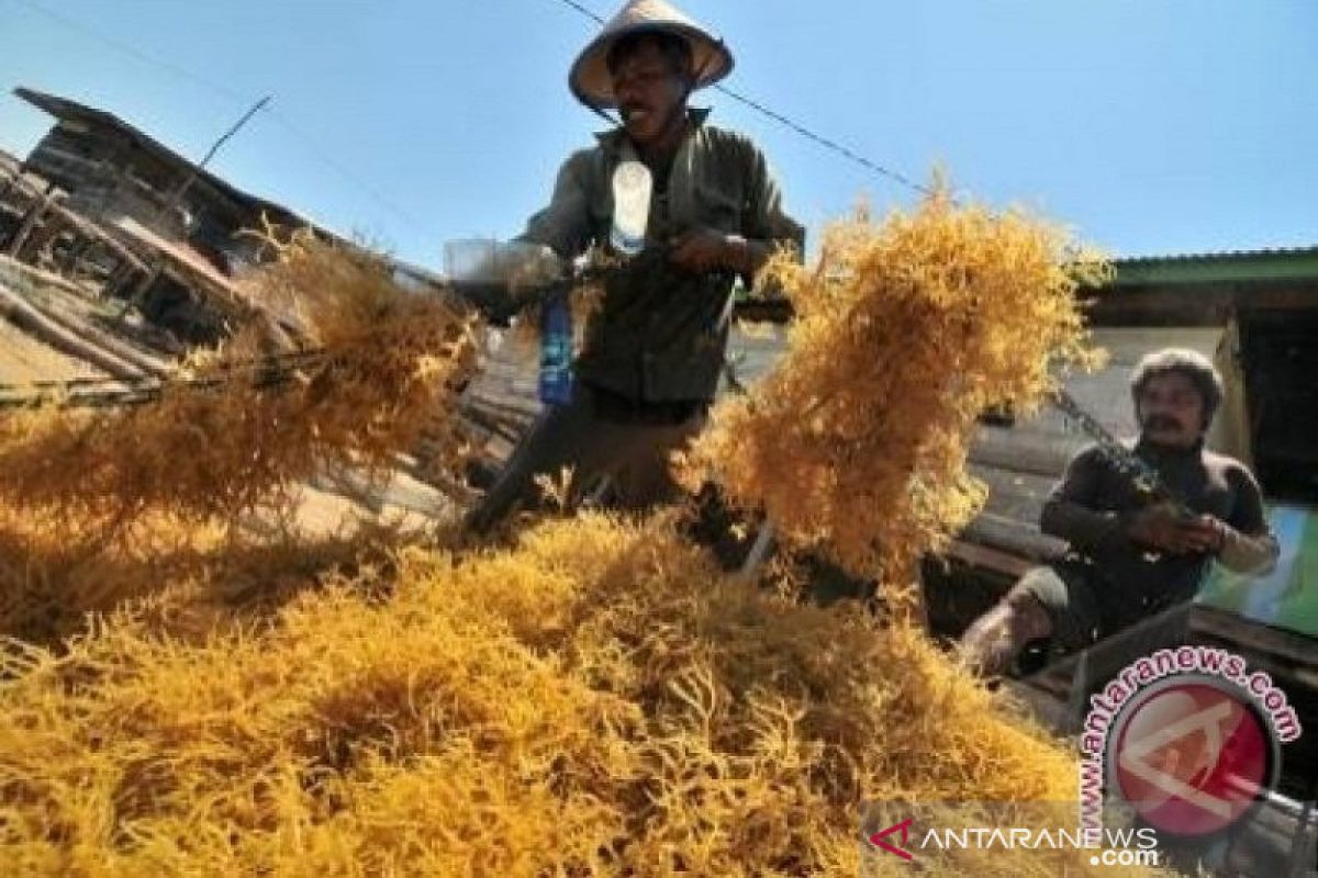 Dampak COVID-19, petani mengaku resah anjloknya harga rumput laut