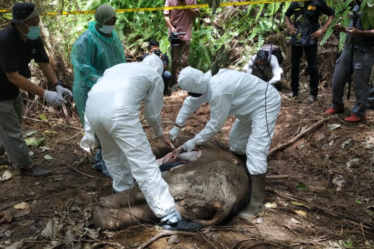 Satu gajah sumatera ditemukan mati tanpa kepala