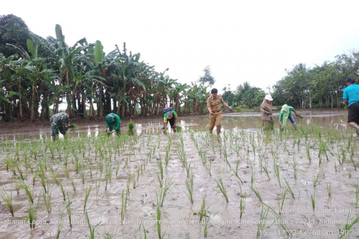 DPKP Dorong Percepatan Panen Tanam Padi dan Jagung