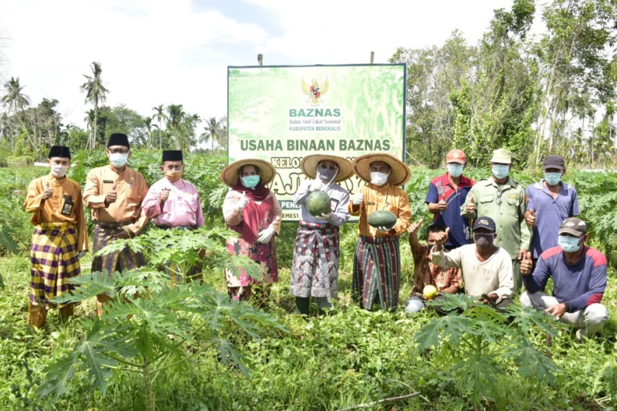 Plh Bupati panen raya semangka Inul di Desa Penebal