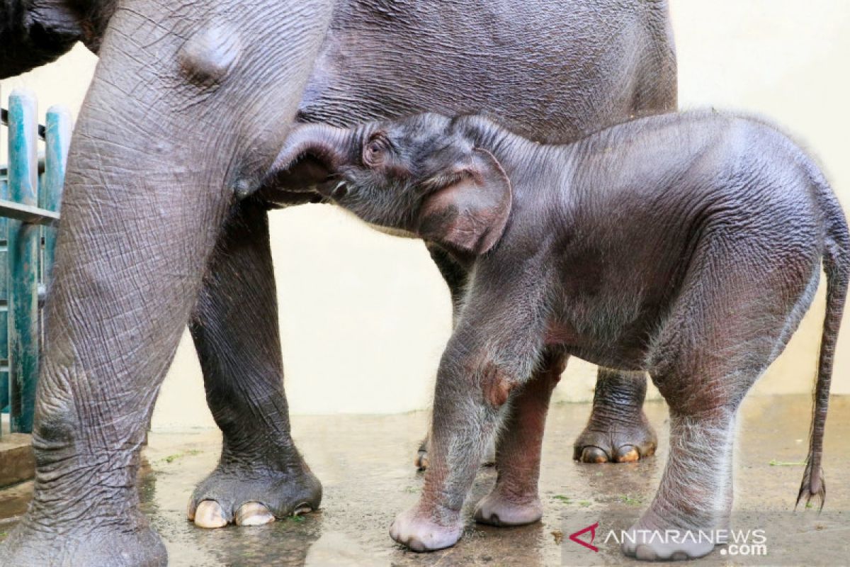 Seekor gajah lahir di Puncak Bogor diberi nama Covid