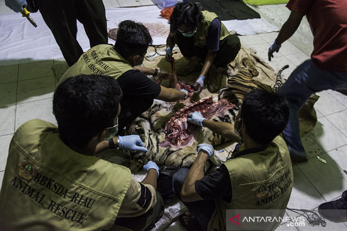 Sadis, harimau sumatera di Riau mati dijerat pemburu jelang Lebaran