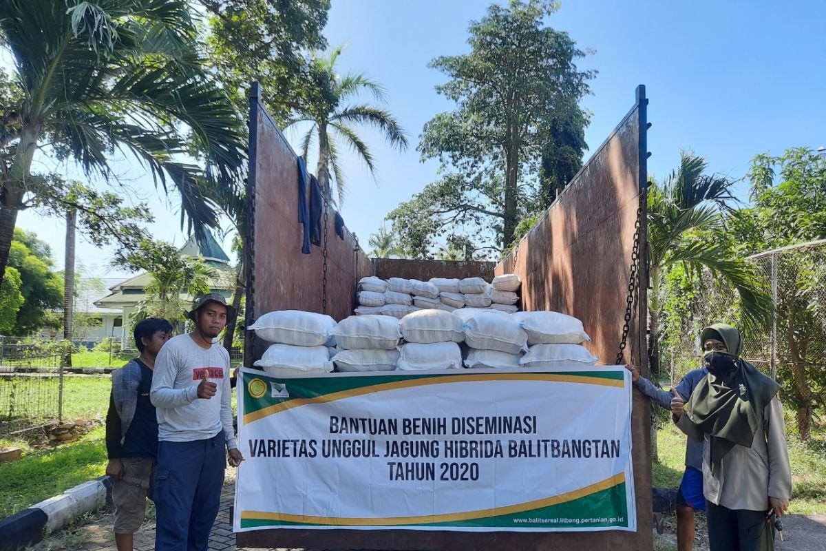 Balitbangtan bantu benih jagung toleran kekeringan ke NTT