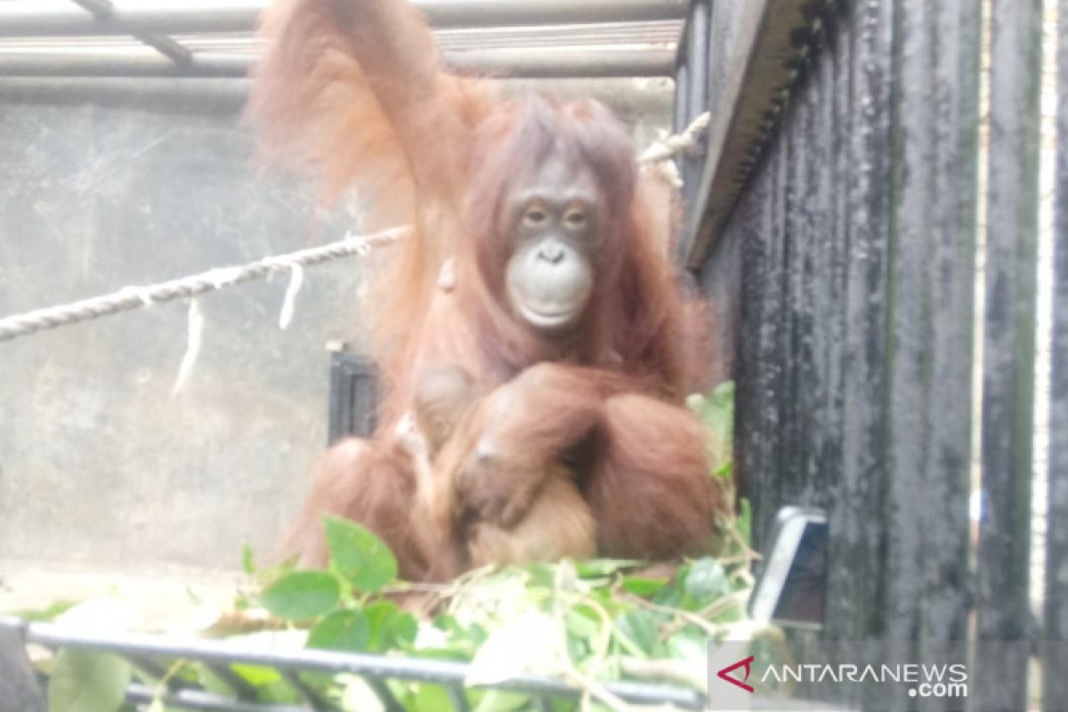 Orang utan di Taman Safari Bogor lahir saat Lebaran diberi nama "Fitri"