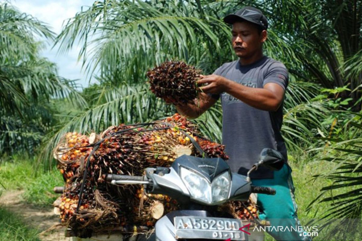 Produksi CPO naik 12,6 persen