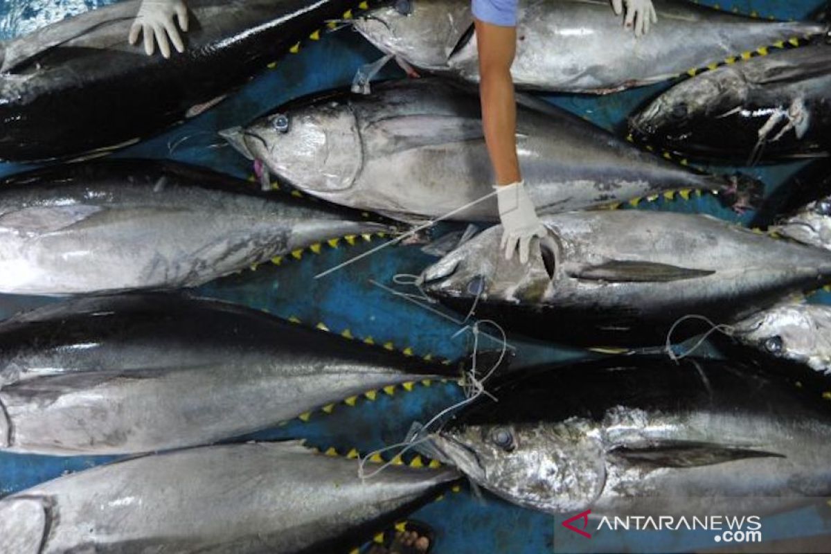 Ekspor ikan tuna dan udang lobster Kota Padang terhenti sejak pandemi COVID-19