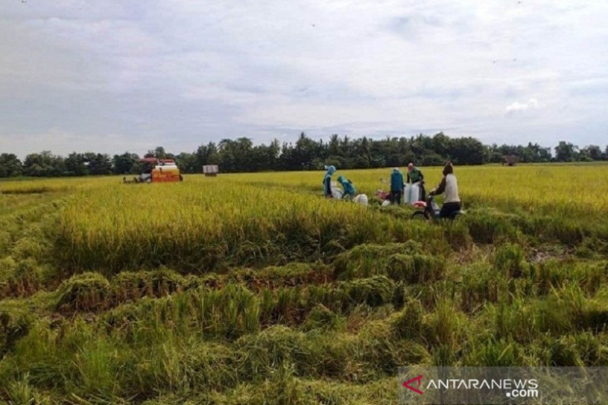 Hujan dan angin kencang ancam produksi padi siap panen di Bombana