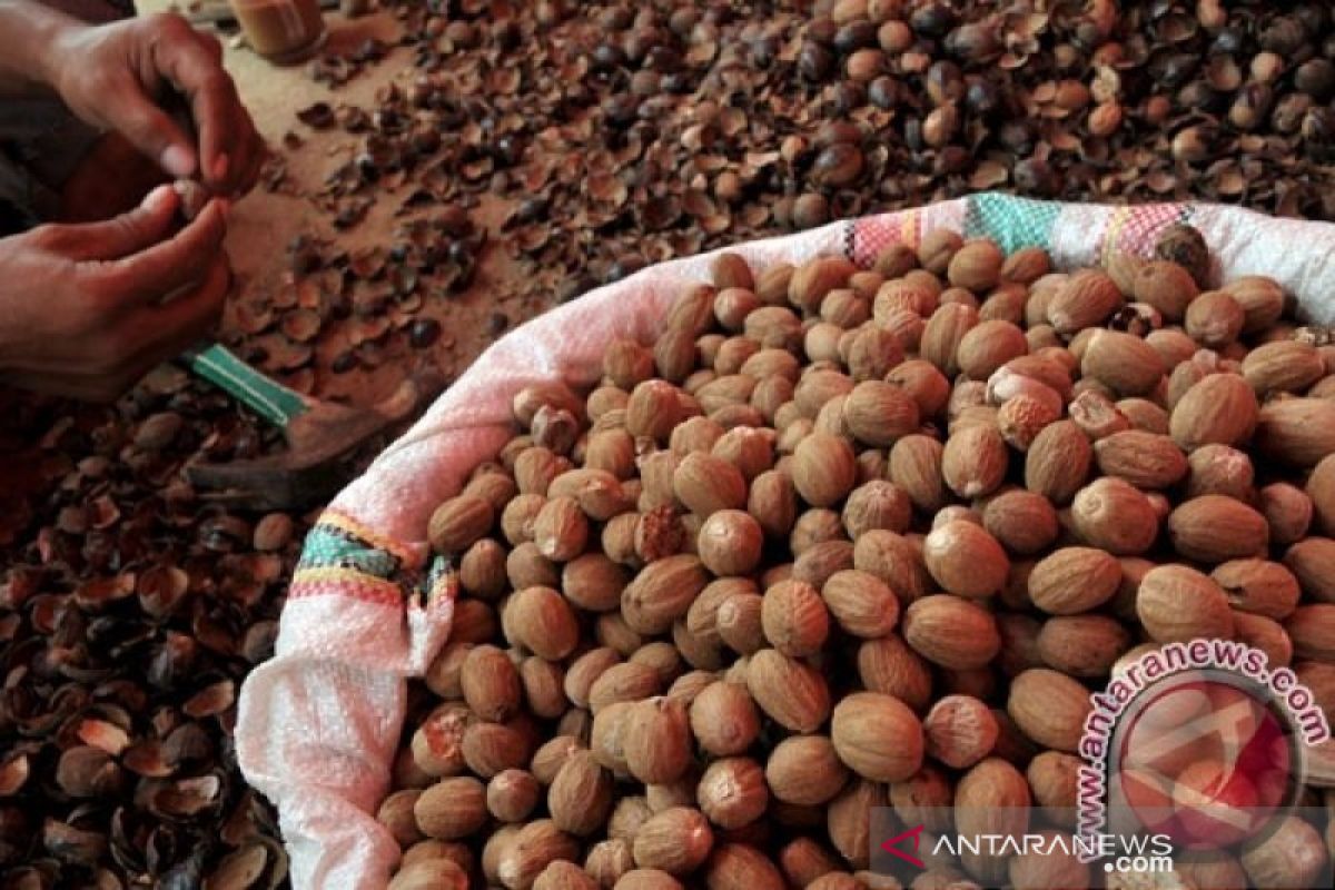 Pemkab Konawe Kepulauan dorong petani kembangkan tanaman pala