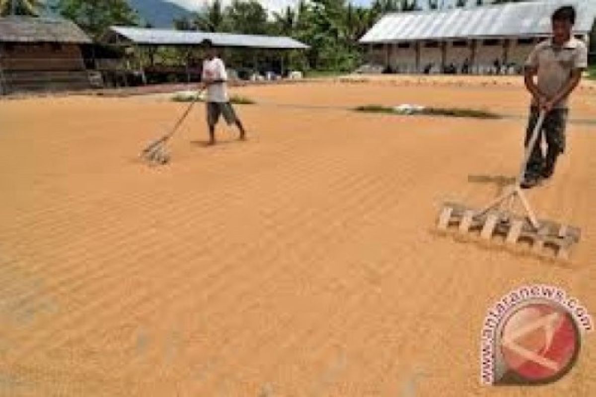 Pemkab Pesisir Selatan punya 24 lumbung pangan antisipasi gagal panen