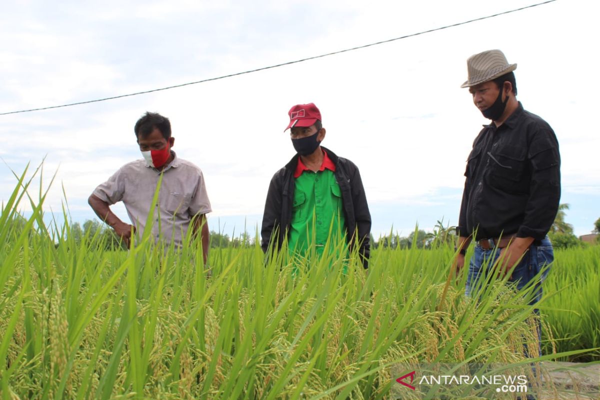 Padi varietas Trisakti dengan teknologi Migo hasilkan tujuh ton/hektare