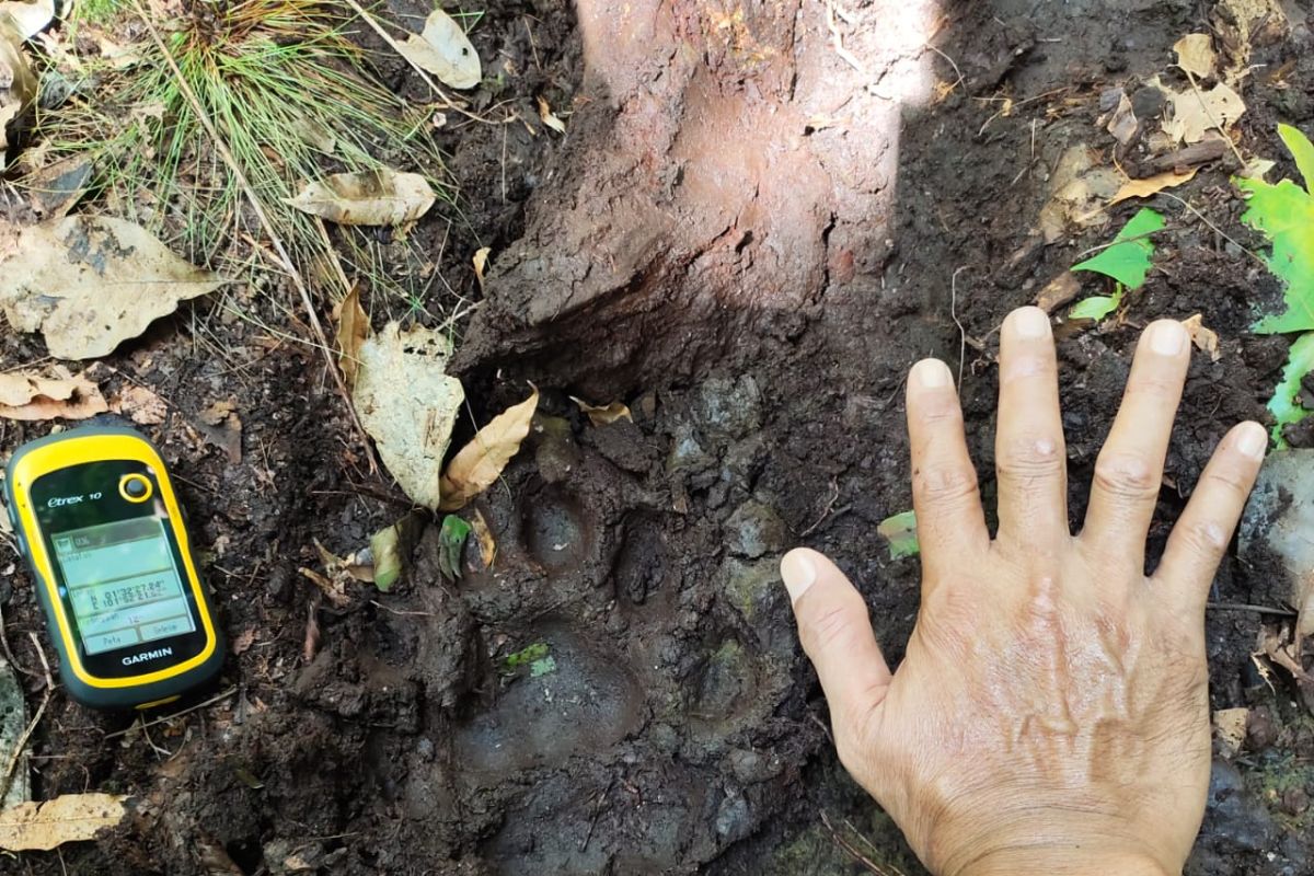 BBKSDA perkirakan macan setinggi 1,5 meter yang terkam warga Bengkalis