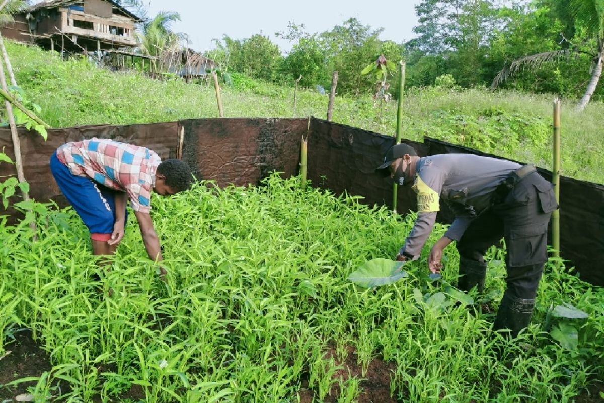 Bhabinkamtibmas Polres Biak sambangi kebun warga binaan kampung Wasori