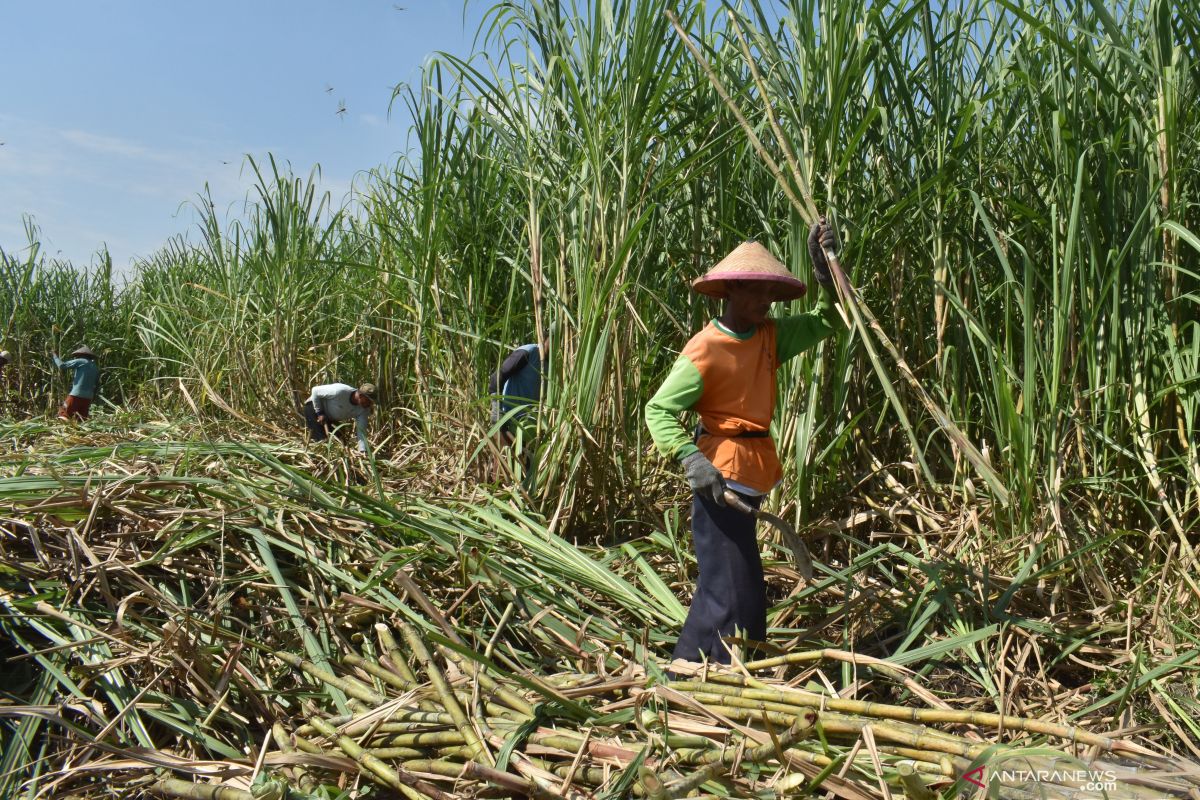 Petani berkomitmen tak jual gula di bawah harga Rp11.200/kg