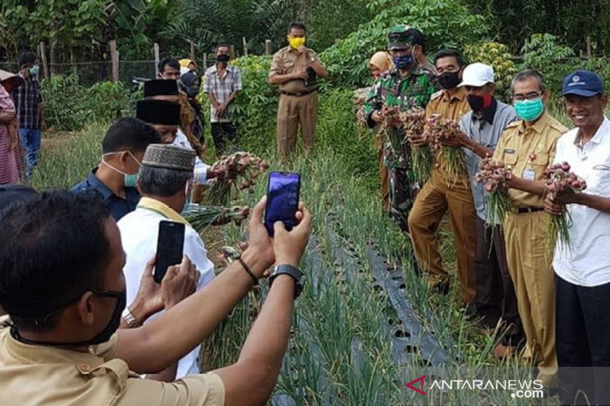 Bupati hadiri panen bawang merah petani