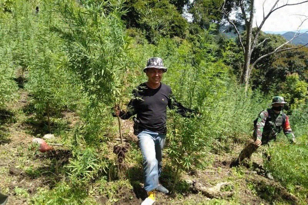 BNNP Sumut musnahkan 8 hektare ladang ganja di di wilayah Kabupaten Mandailing Natal