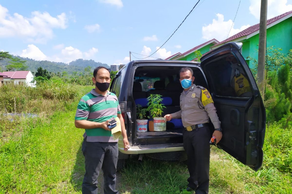 Tanam ganja di pot, BS ditangkap polisi