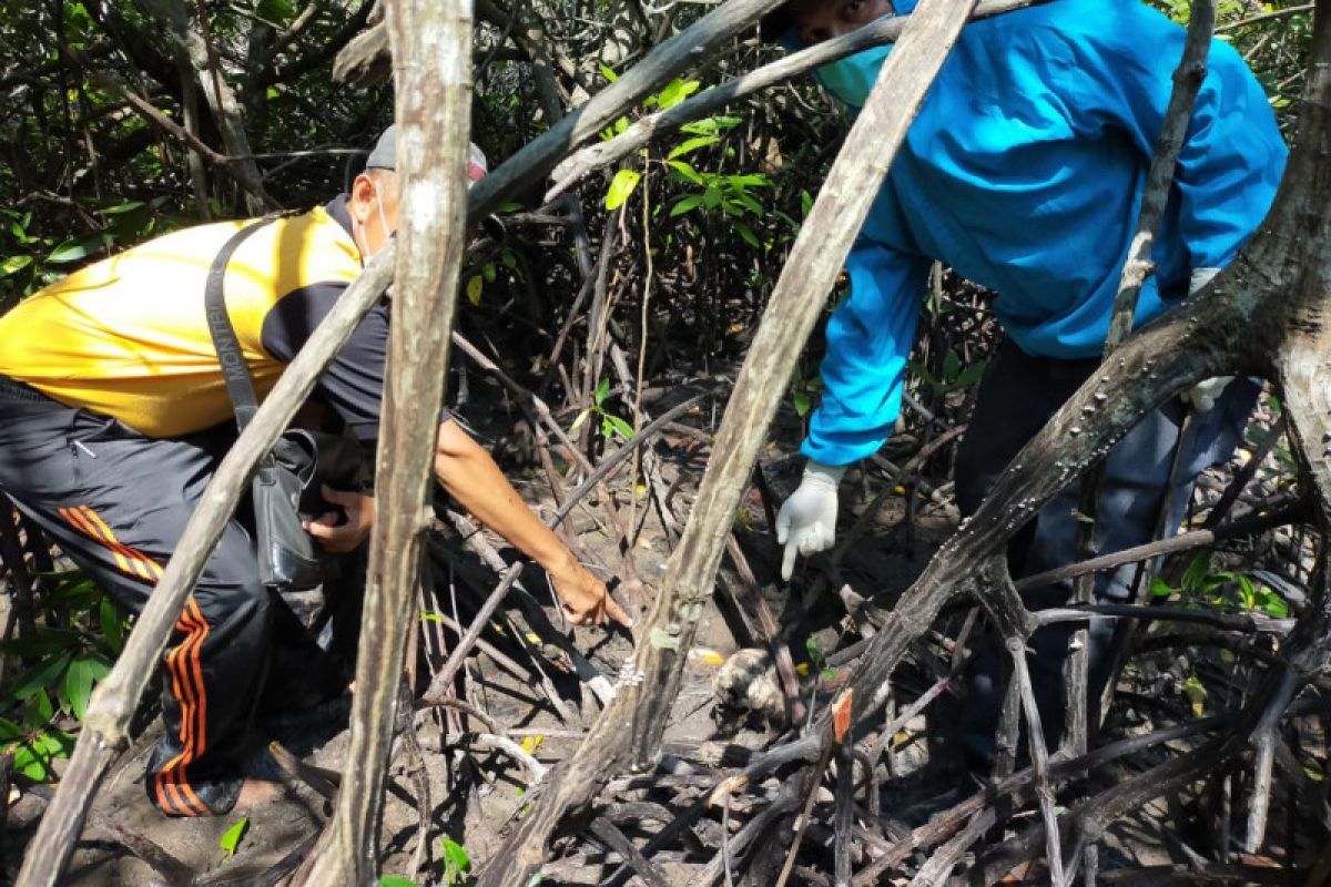 Seram! tengkorak manusia dan tulang belulangnya ditemukan di hutan bakau