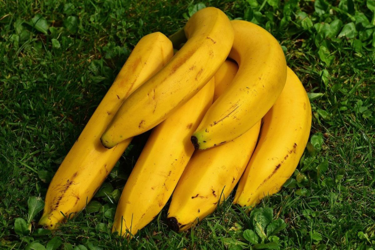 Pisang terlalu matang bisa dibekukan untuk membuat 'smoothies'