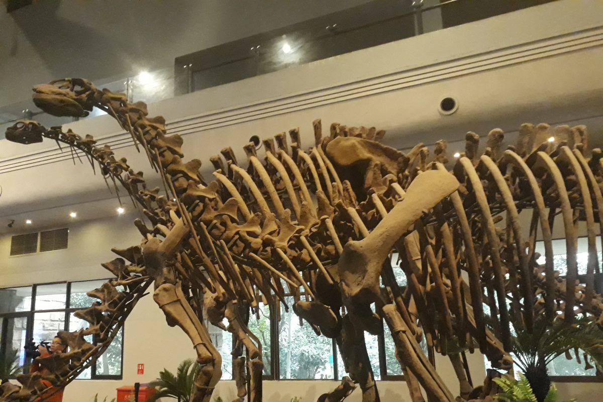 Jejak dinosaurus ditemukan di Xinjiang China