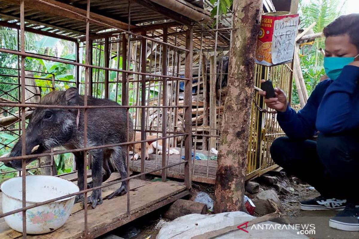 Warga Pekuncen Banyumas heboh adanya seekor babi hutan berkaki aneh