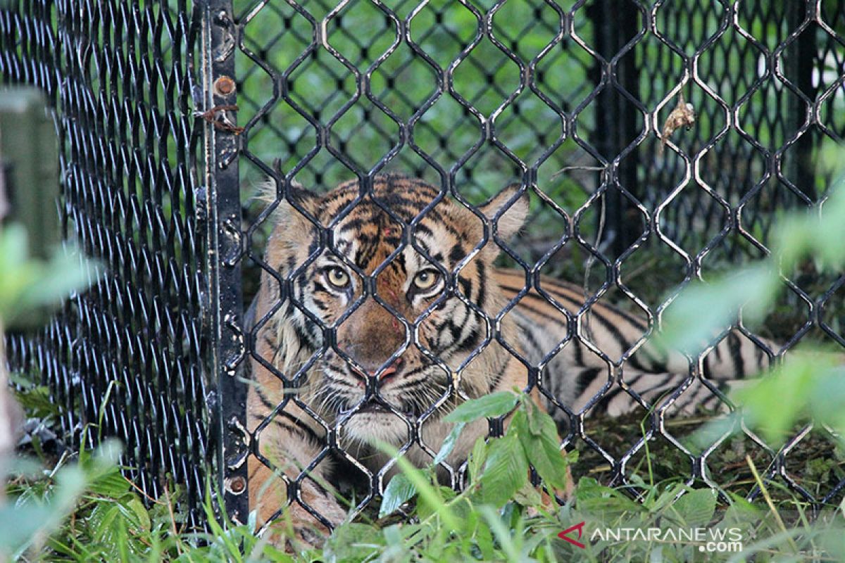 Harimau sumatera meresahkan warga Solok bertambah satu ekor masuk perangkap