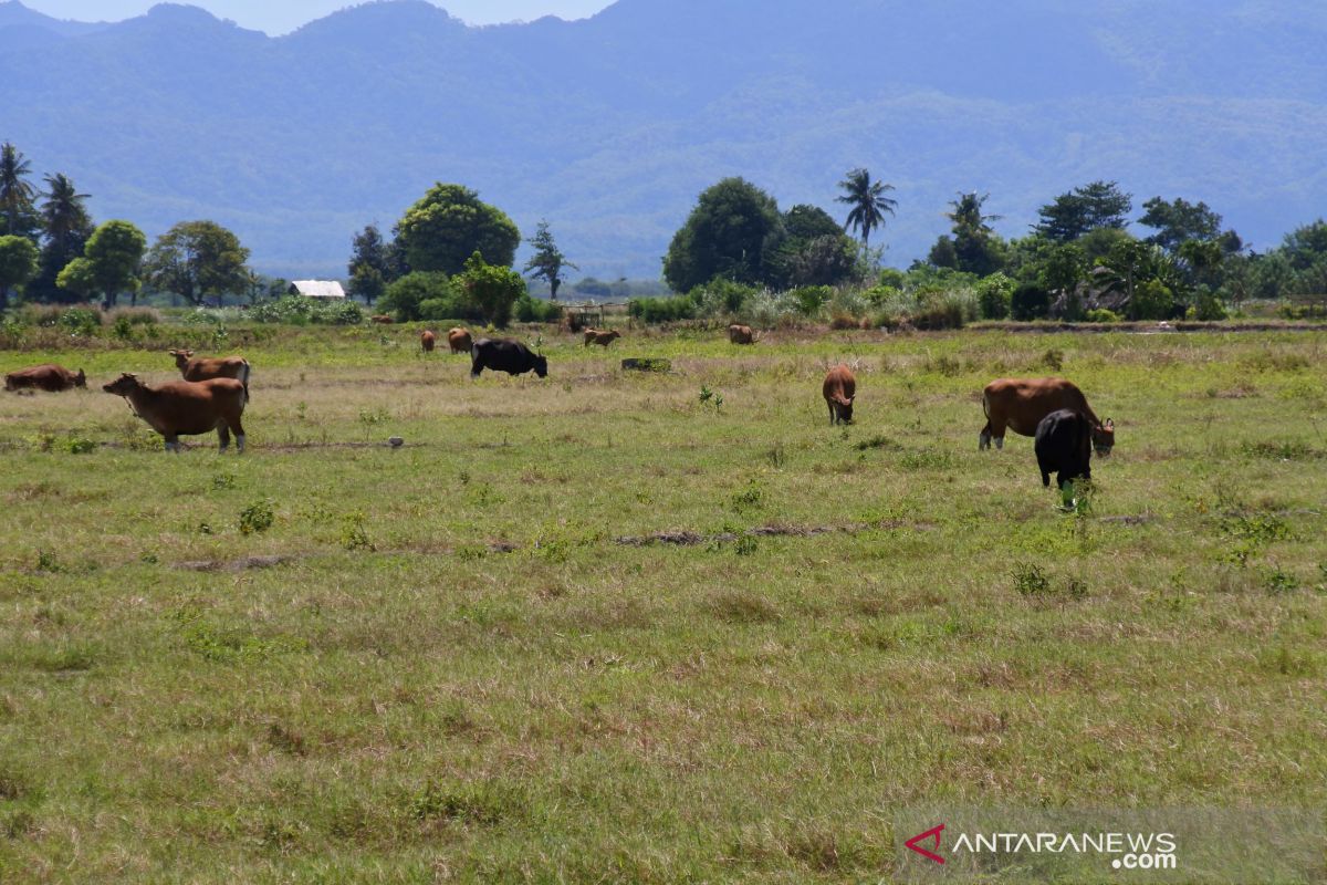 Empat wilayah di NTT berstatus siaga bencana kekeringan