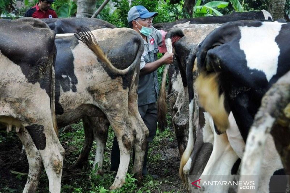 Perdagangan ternak kurban di Boyolali masih lesu