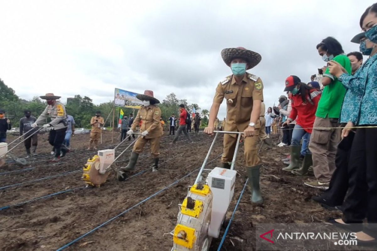 Bupati Gumas dan Poktan Sejahtera tanam perdana jagung hibrida