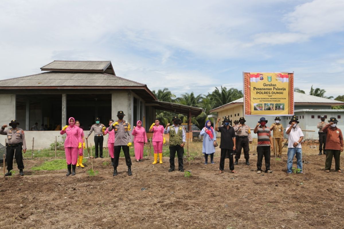 Polres Dumai atasi COVID-19 dengan gerakan tanam palawija