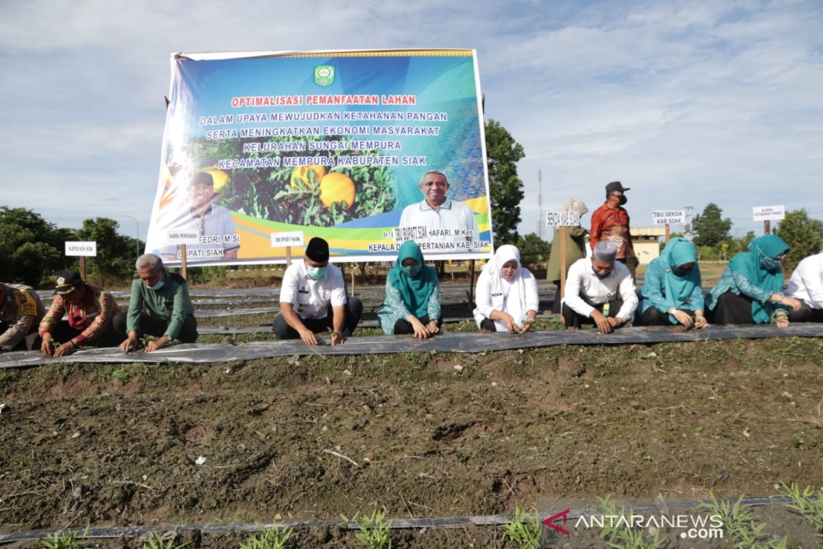 Untuk cadangan pangan saat COVID-19, Petani Siak tanam semangka tumpang sari