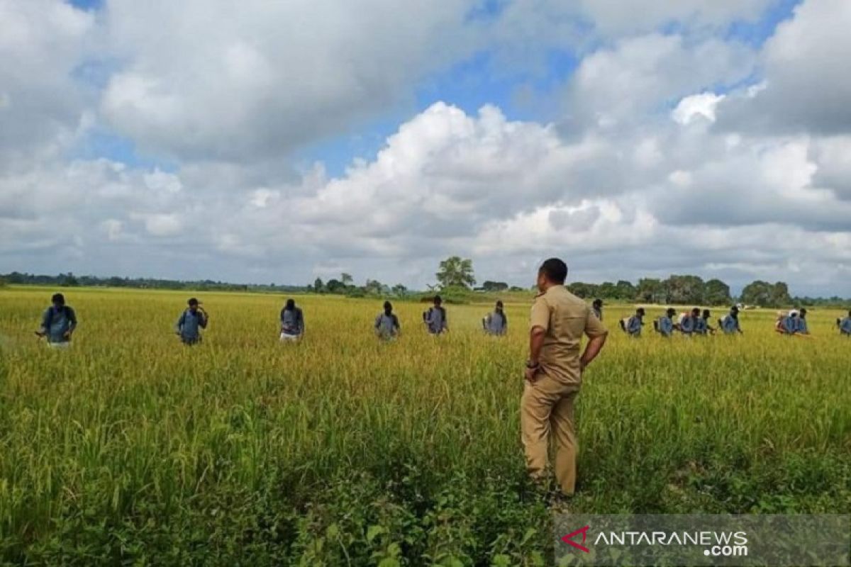 Diserang hama, 12,5 hektare sawah di Kendari gagal panen