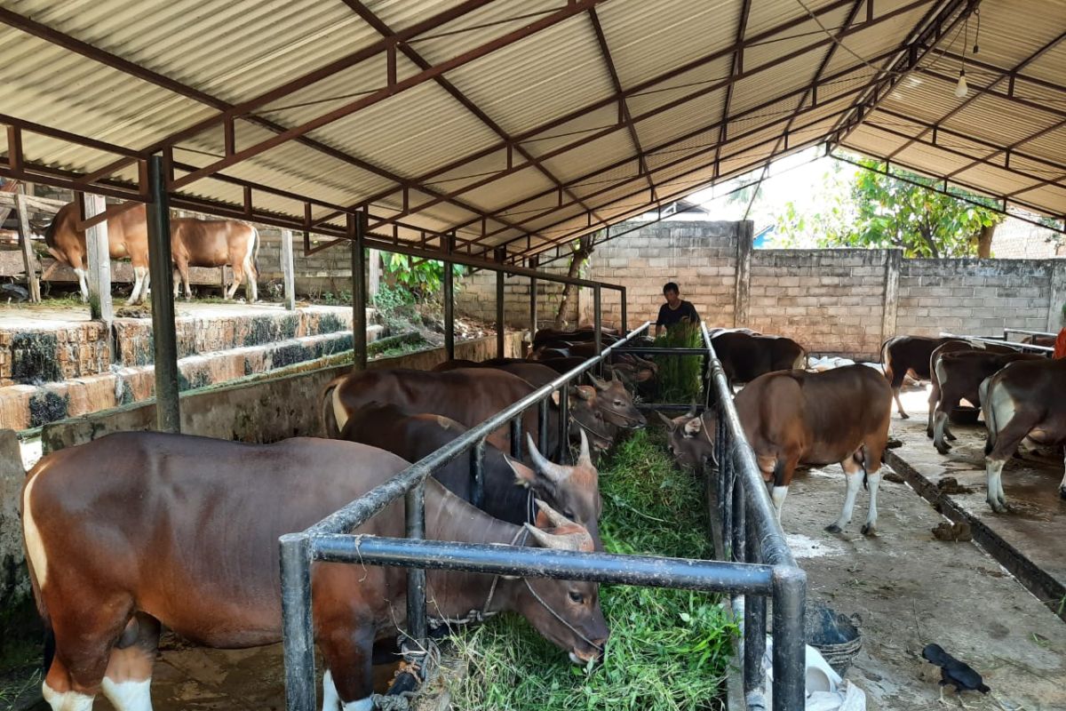 BAZNAS berlakukan protokol COVID-19 untuk hewan kurban