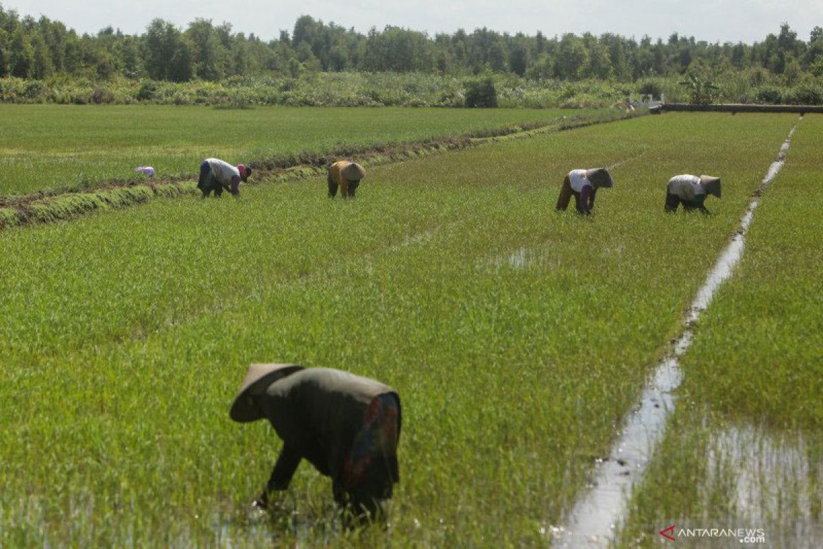 Pemerintah persiapkan  'food estate'  di Kalteng ditanam Oktober