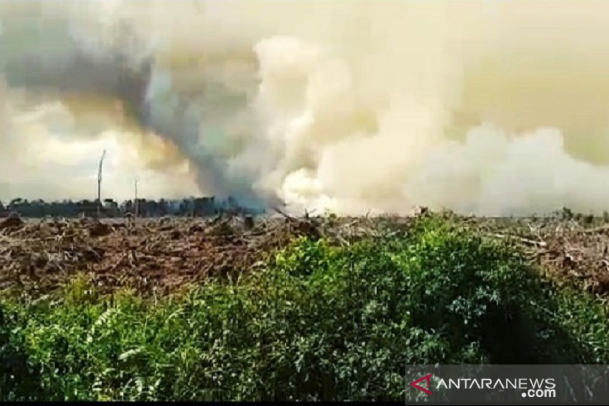 Jikalahari polisikan perusahaan HTI terkait dugaan pembakaran lahan