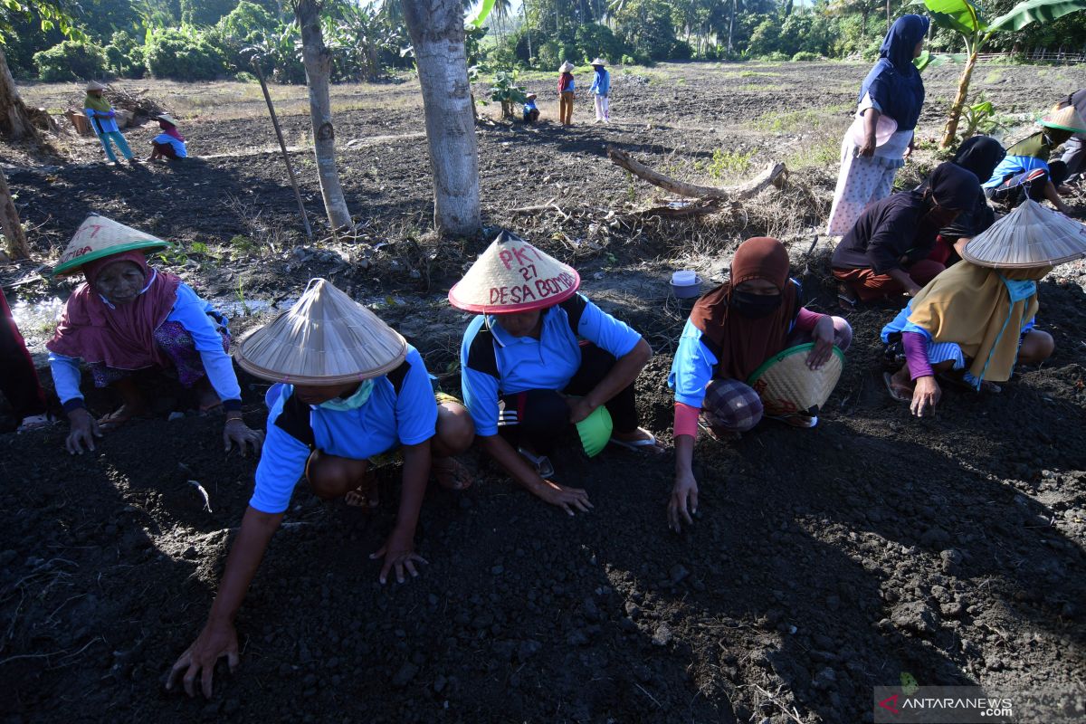 Mendes PDTT : Padat Karya Tunai Desa akan serap 7,05 juta tenaga kerja