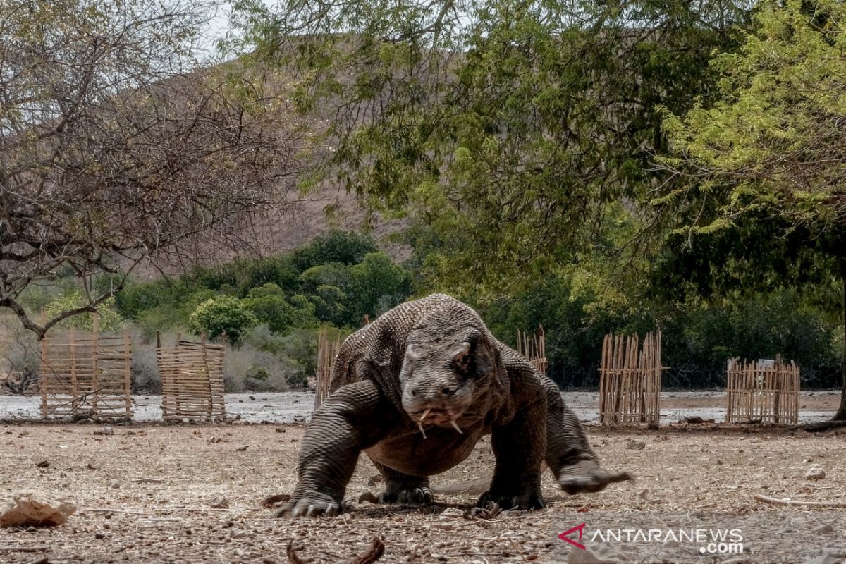 Sandiaga: AMDAL TN Komodo segera dikirimkan ke UNESCO