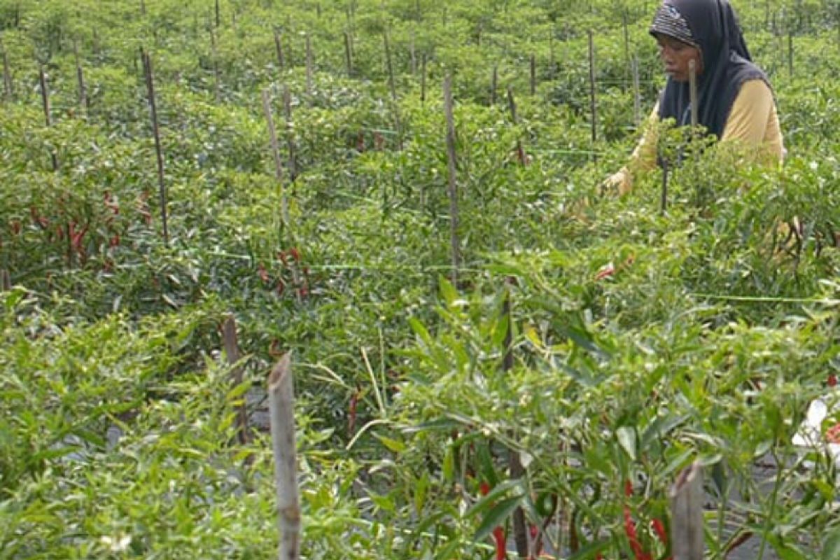 Binaan Arara Abadi,  petani cabai Kuala Penaso sukses panen raya