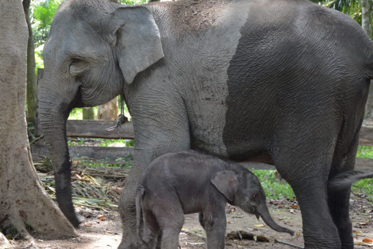 Gubernur Riau beri nama bayi gajah sumatera