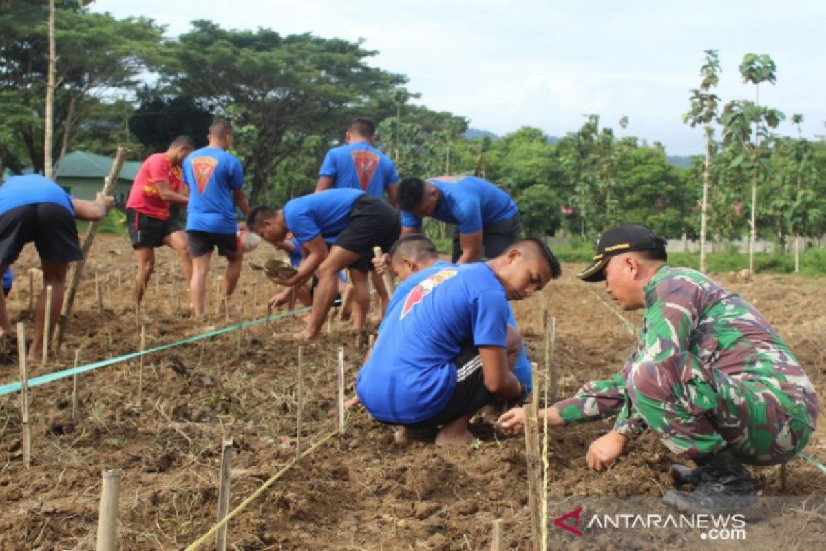 Yonif 725/Woroagi kembangkan budidaya tanaman Porang di Konsel