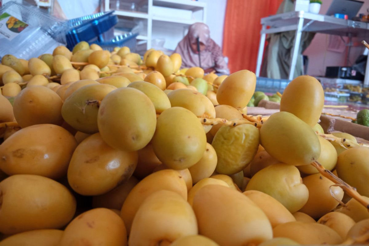 Menggiurkan, bisnis kurma muda di Padang raih omzet Rp50 juta