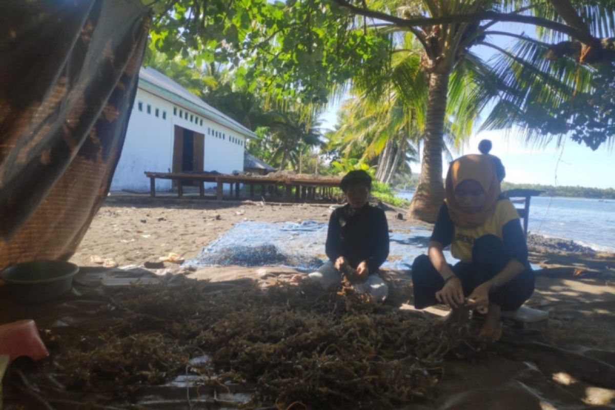 DKP identifikasi ratusan pembudidaya rumput laut di Flores Timur