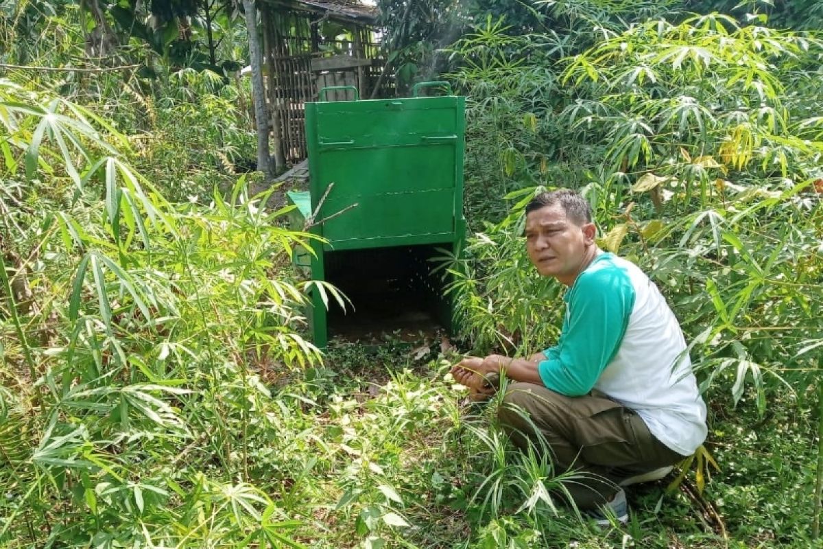 BKSDA Sampit terima tiga laporan kemunculan beruang madu