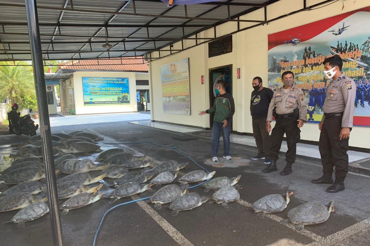 Polisi tangkap penyelundup 36 ekor penyu hijau