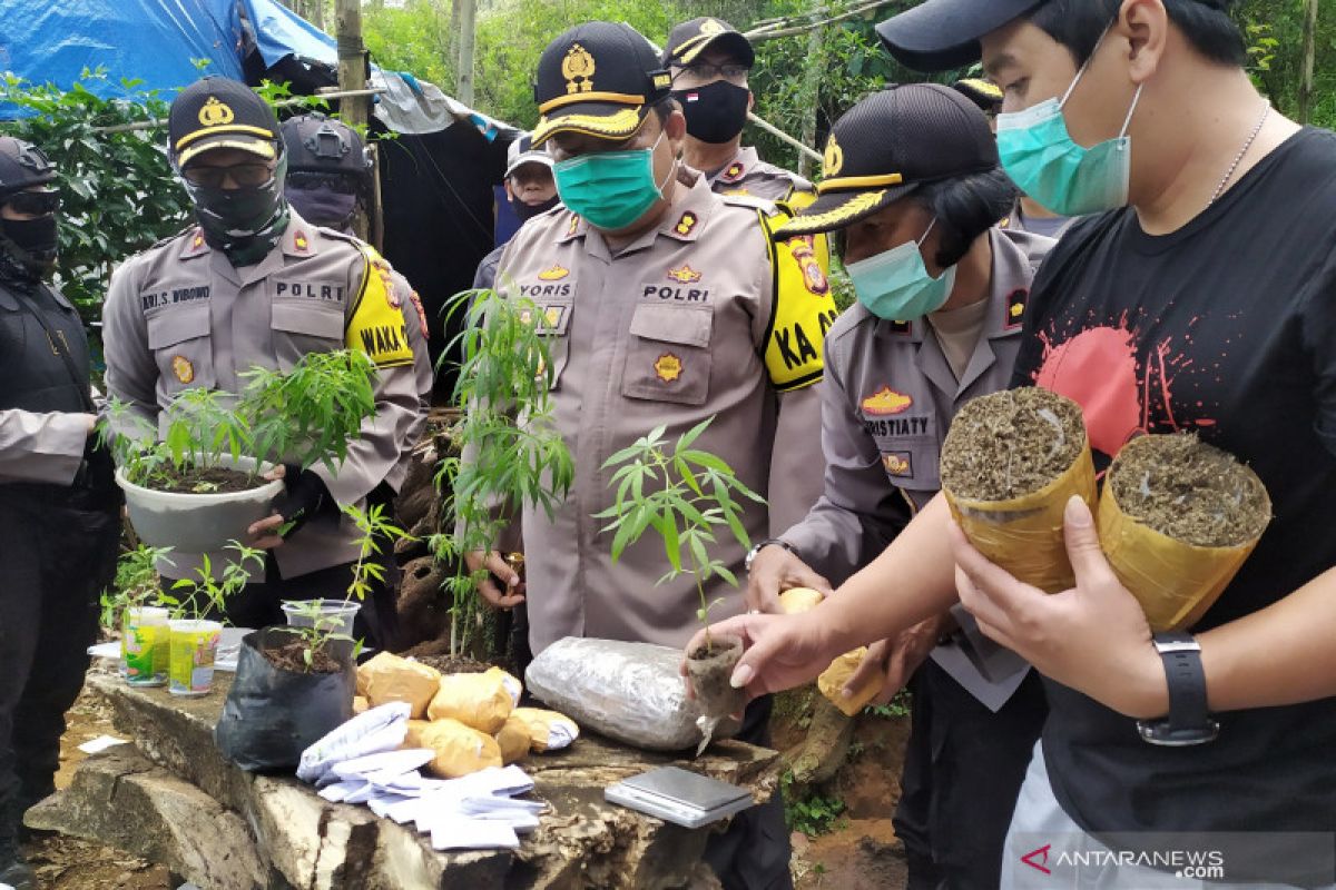 Satu hektare ladang di Bandung jadi tempat penanaman ganja