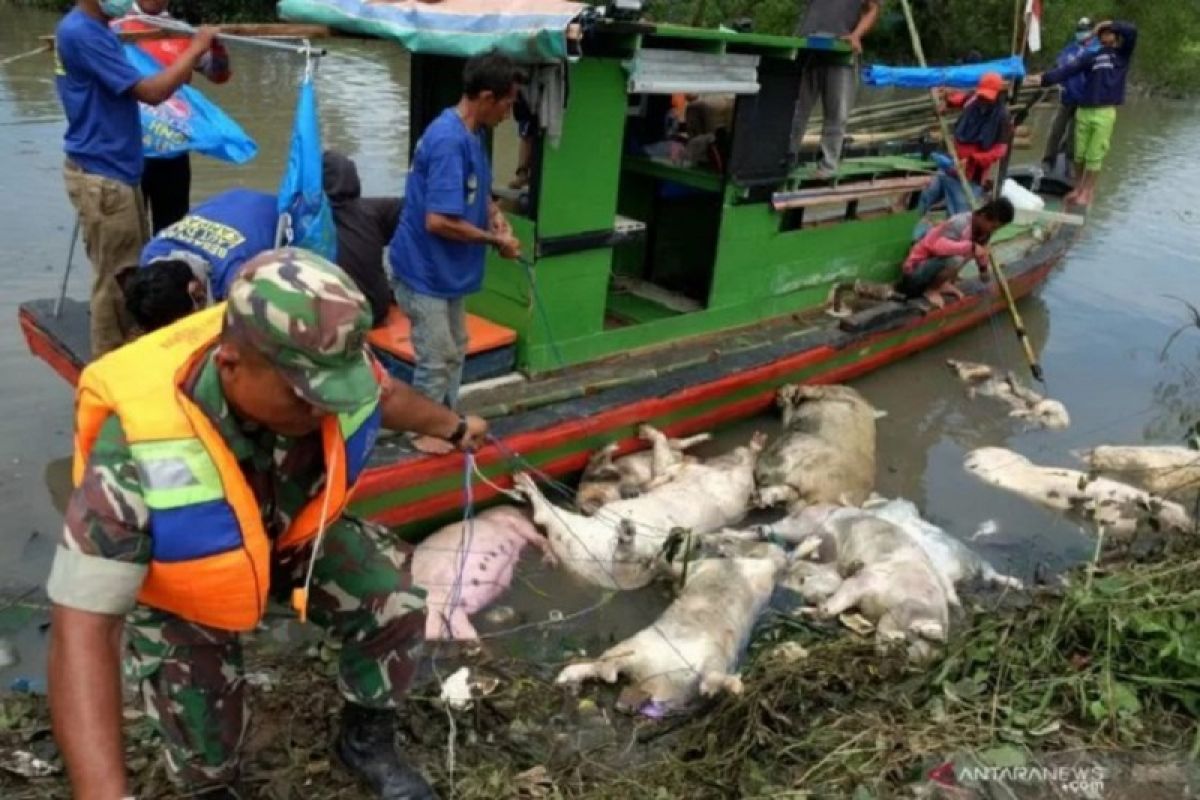 Di Palembang, sebanyak 878 ekor babi mati positif demam afrika